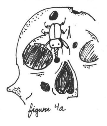 The Parasitic BRAIN WEEVIL and other temporal anomalies Image