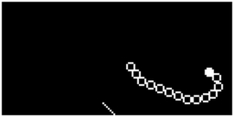 Free-Range Snake Image