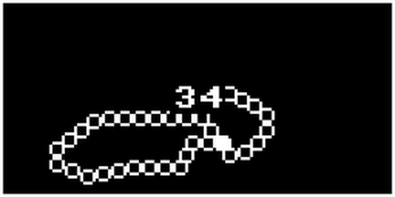 Free-Range Snake Image