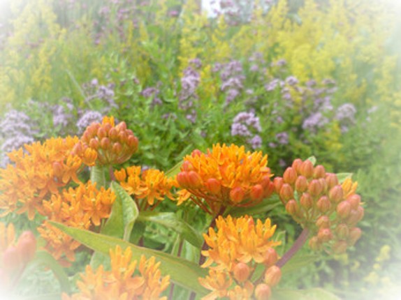Truth and Lilacs Image