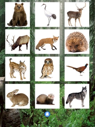 Forest Sounds Free screenshot