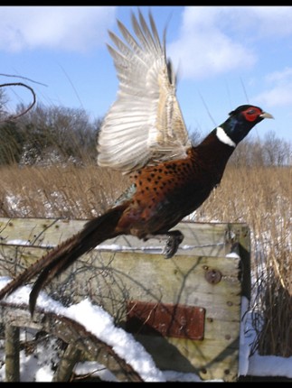 Forest Sounds Free screenshot