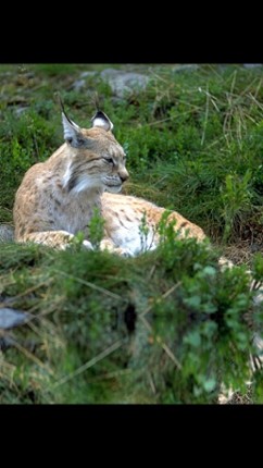 Forest Sounds Free screenshot