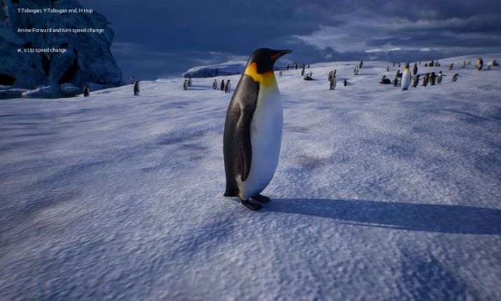 Life of a Penguin Image