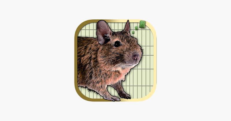 Donny Degu Image