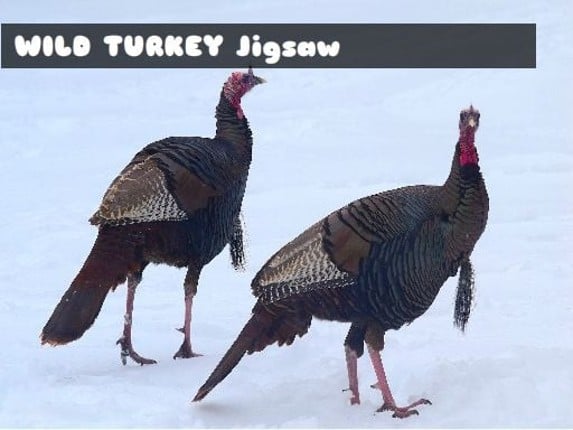 Wild Turkey Jigsaw Game Cover