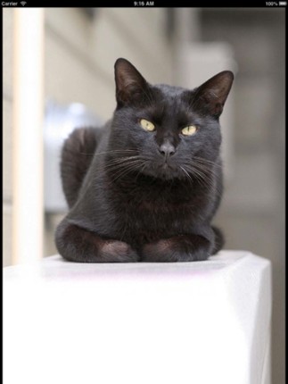 Sounds of Farm Animals screenshot