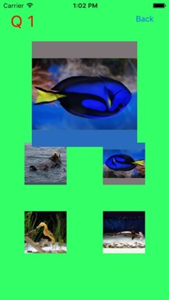 Which Is The Same Fish? for Clownfish and Friends Image