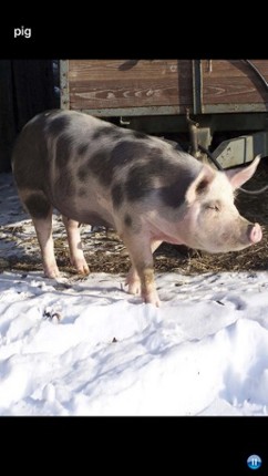 Sounds of Farm Animals Image