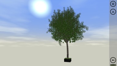 Bonsai Image