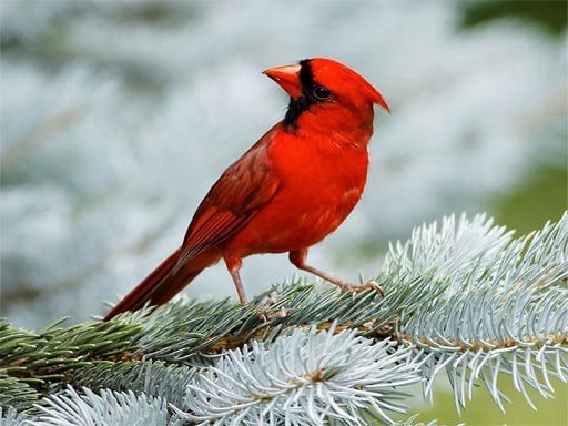 Games like Birds Puzzle