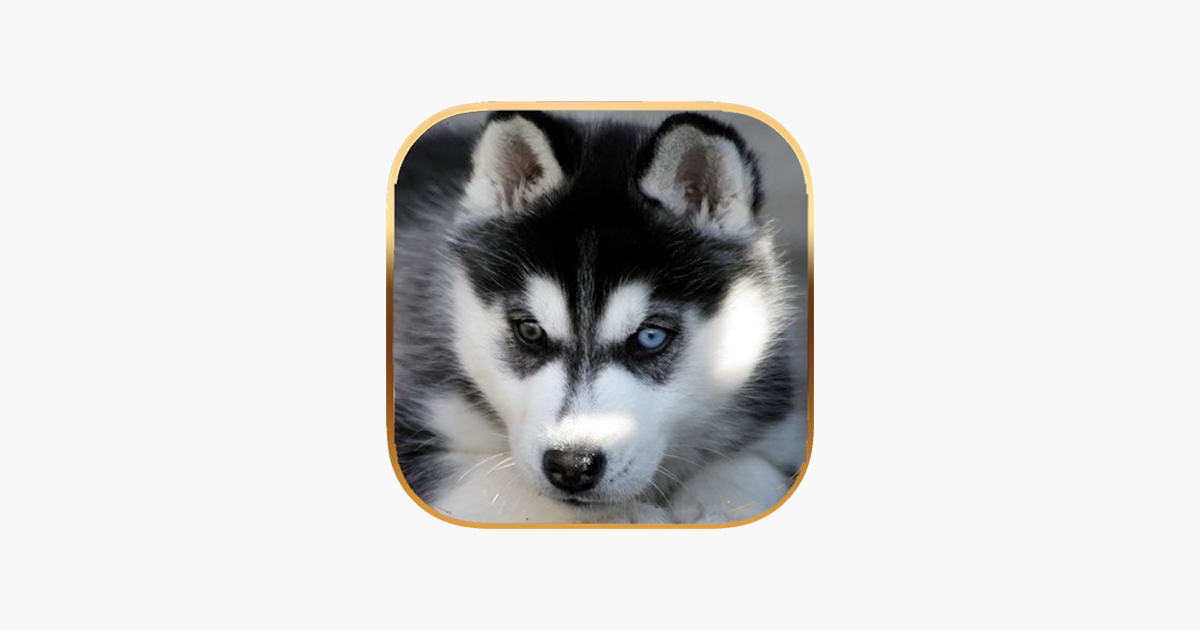 Games like Talking Dog Virtual Pet Husky
