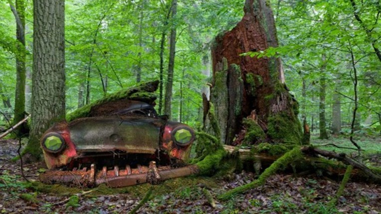 Abandoned Forest Treasure Escape screenshot