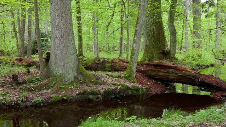 Abandoned Forest Treasure Escape screenshot