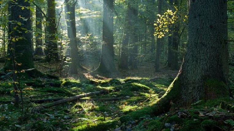 Abandoned Forest Treasure Escape screenshot