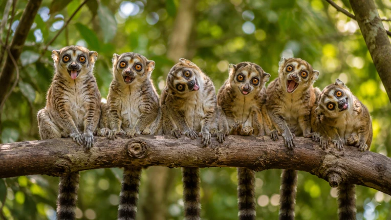 Puzzles: Monkey Image