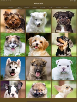 Dog Sounds - Collection Image