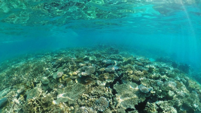 Coral Compass: Fighting Climate Change in Palau screenshot