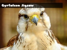 Gyrfalcon Jigsaw Image