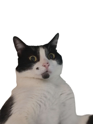 Cat to The Future screenshot