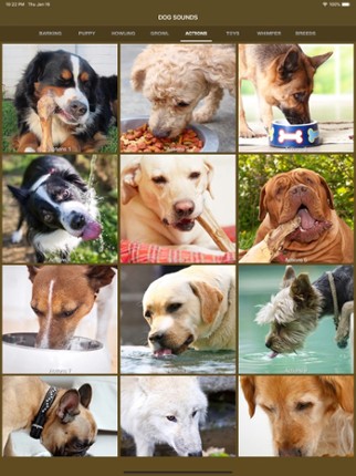 Dog Sounds - Collection Image