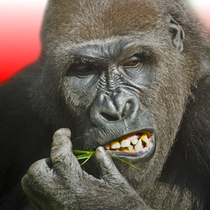 Flying Gorilla: Jungle Runner Image