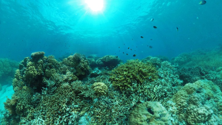 Coral Compass: Fighting Climate Change in Palau screenshot