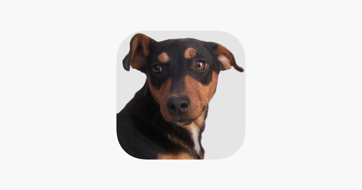 Games like Dog Sounds - Collection