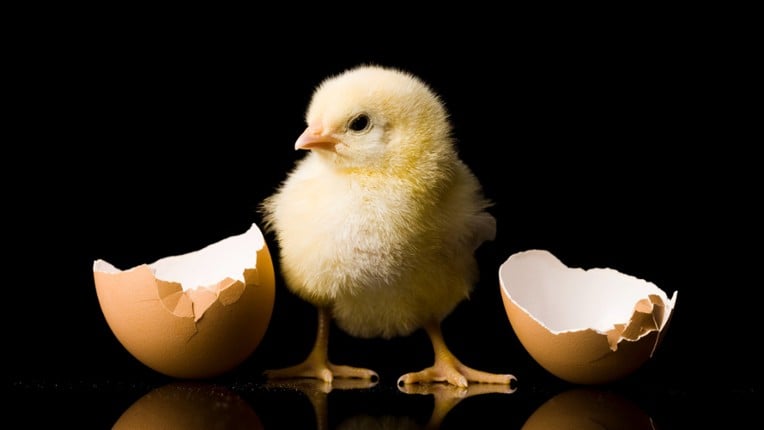 Life Cycle of an Egg Image