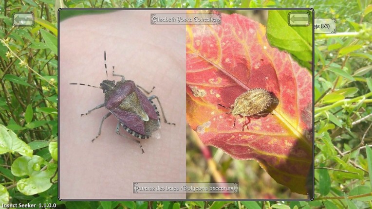Insect Seeker screenshot