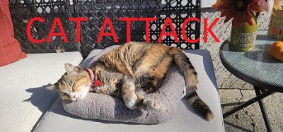 Cat Attack Image