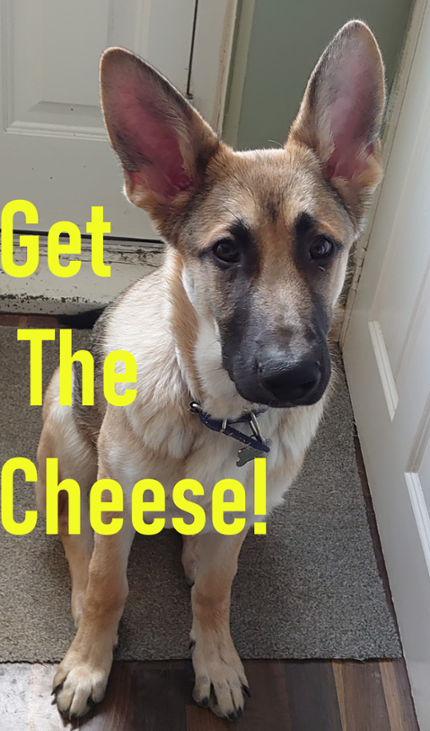 Games like Get The Cheese!