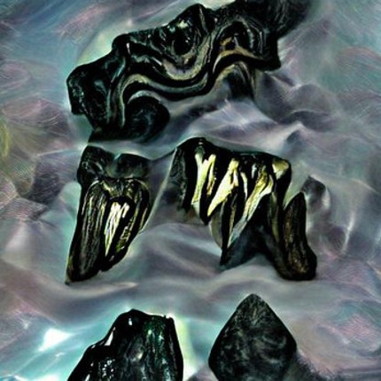 Gnathos Image