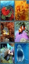 Sea life Jigsaw Puzzles -Titan Image