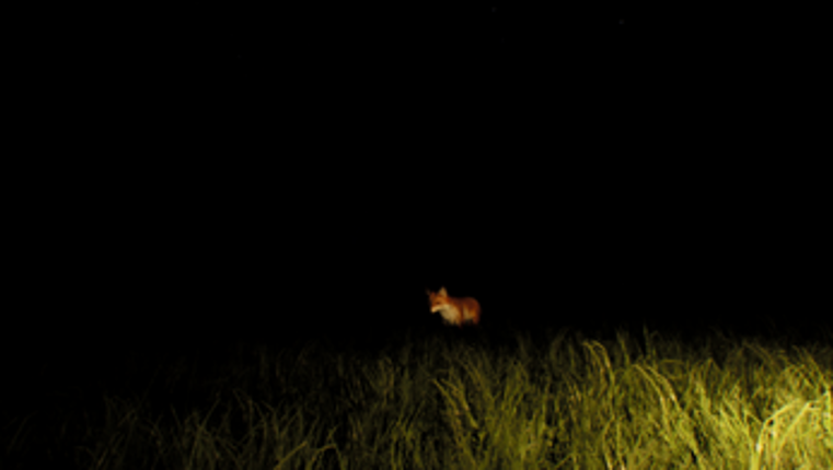 Camping Alone screenshot