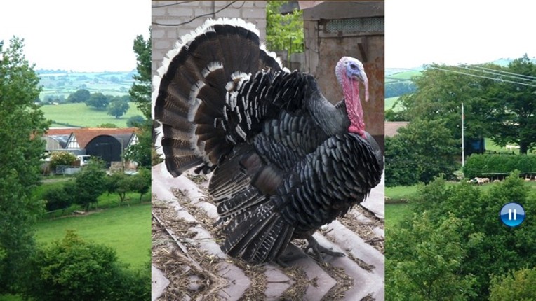 Sounds of Farm Animals screenshot