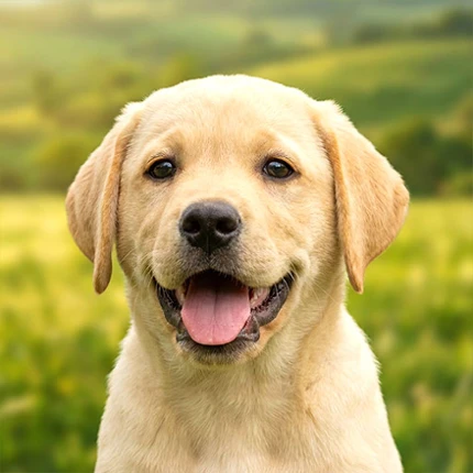 Puppy Daycare Pet Care Salon Image