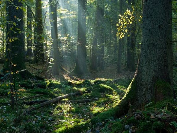 Abandoned Forest Treasure Escape screenshot