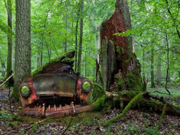 Abandoned Forest Treasure Escape screenshot