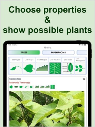 Forest Plant Identification Image