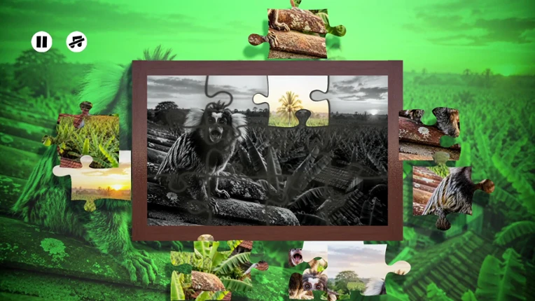 Puzzles: Monkey Image