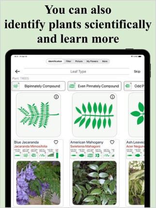 Forest Plant Identification screenshot