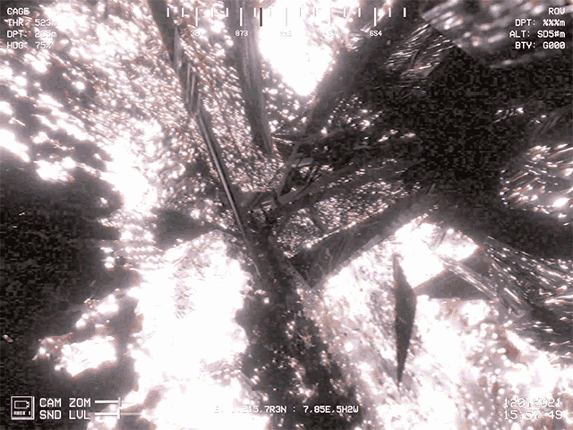 NODOMUS Image