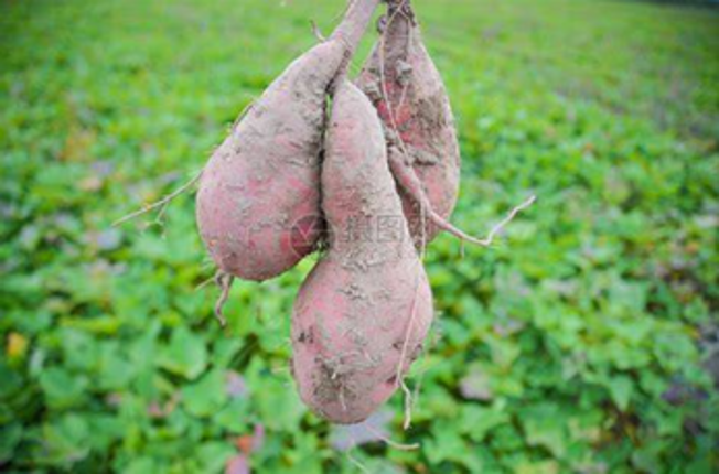 Museum of Sweet Potatoes screenshot